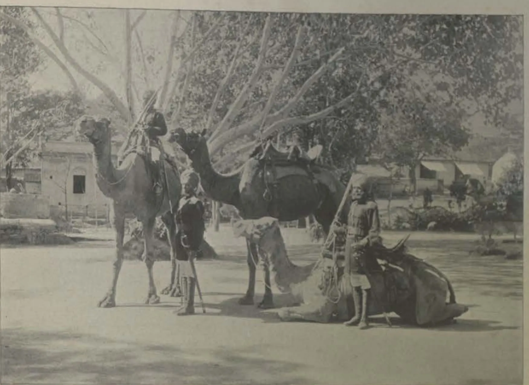 Camel riders with their camels under trees, one camel kneeling.