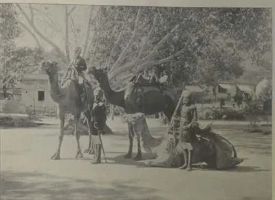 Camel riders with their camels under trees, one camel kneeling.