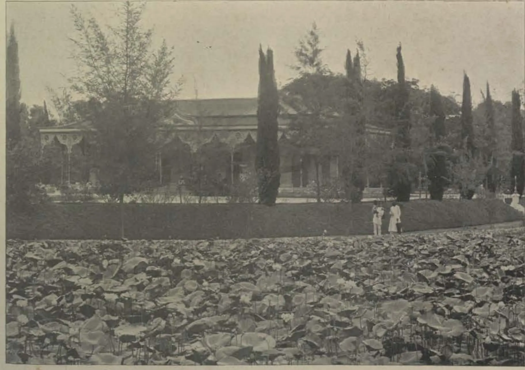 The Public Gardens, with tall cypress trees and a pond covered with lotus leaves.