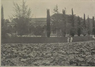 The Public Gardens, with tall cypress trees and a pond covered with lotus leaves.