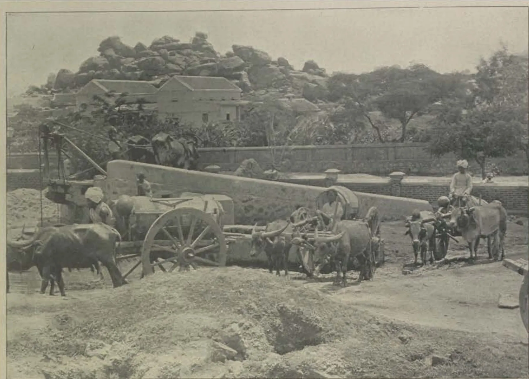 Bullocks and carts drawing water from a well.