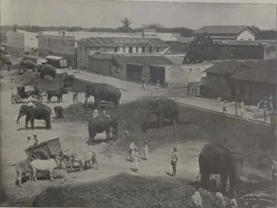 Elephants in the yard of the Fil Khana, with buildings around.