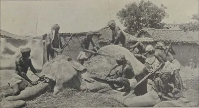 Men with tools around the carcass of a dead elephant.