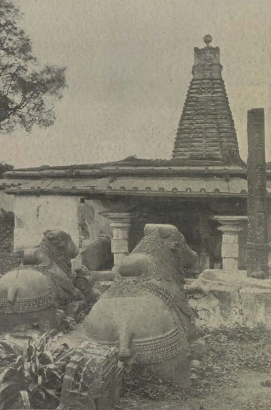 A temple with a tower, and two carved Nandis lying in front of it.