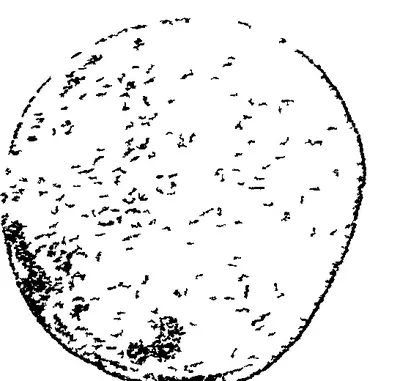 Line drawing of a round copper-plate seal with a worn, almost blank face, the seal of the Chikkulla plates of Vikramendravarman II.