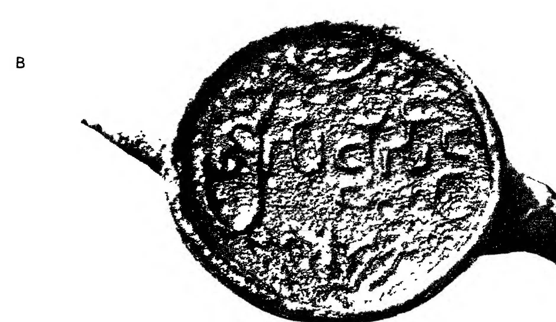Photograph of a copper-plate seal on its ring, the round face with raised letters and emblems, shown in harsh black and white.