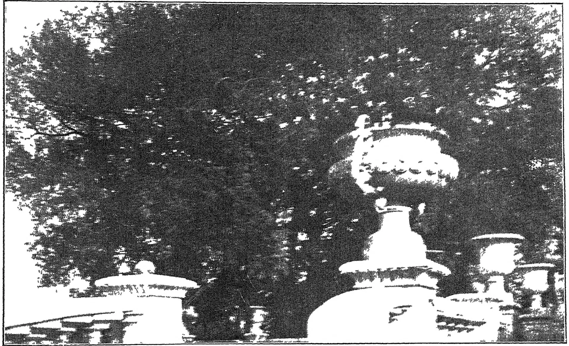 Old halftone photograph of a large spreading tree behind a stone balustrade topped with carved urns, in a park.