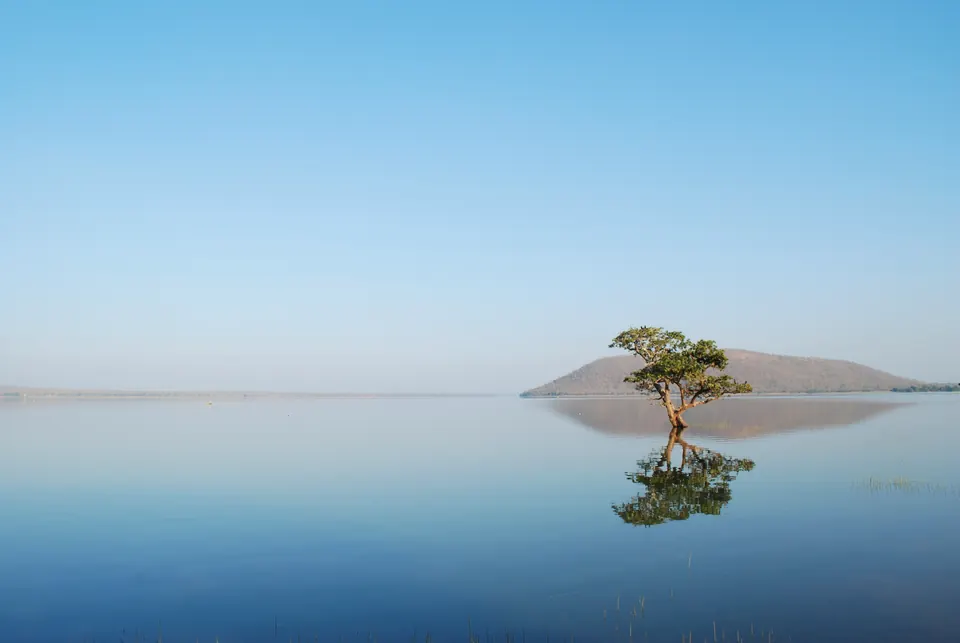 The still surface of Pakhal Lake under a clear sky, a single tree standing in the water and reflected below it, and a low wooded hill on the far shore.