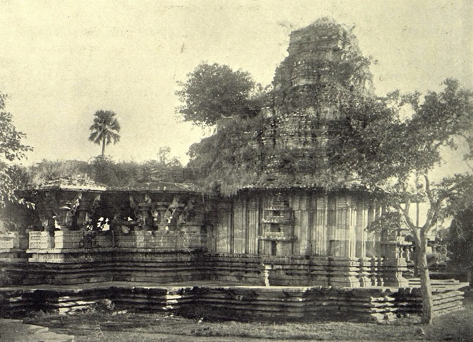 The Ramappa temple seen from the north-west: a long pillared hall on a stepped platform, its roof and the tower over the shrine overgrown with grass and small trees, a palm at the left.