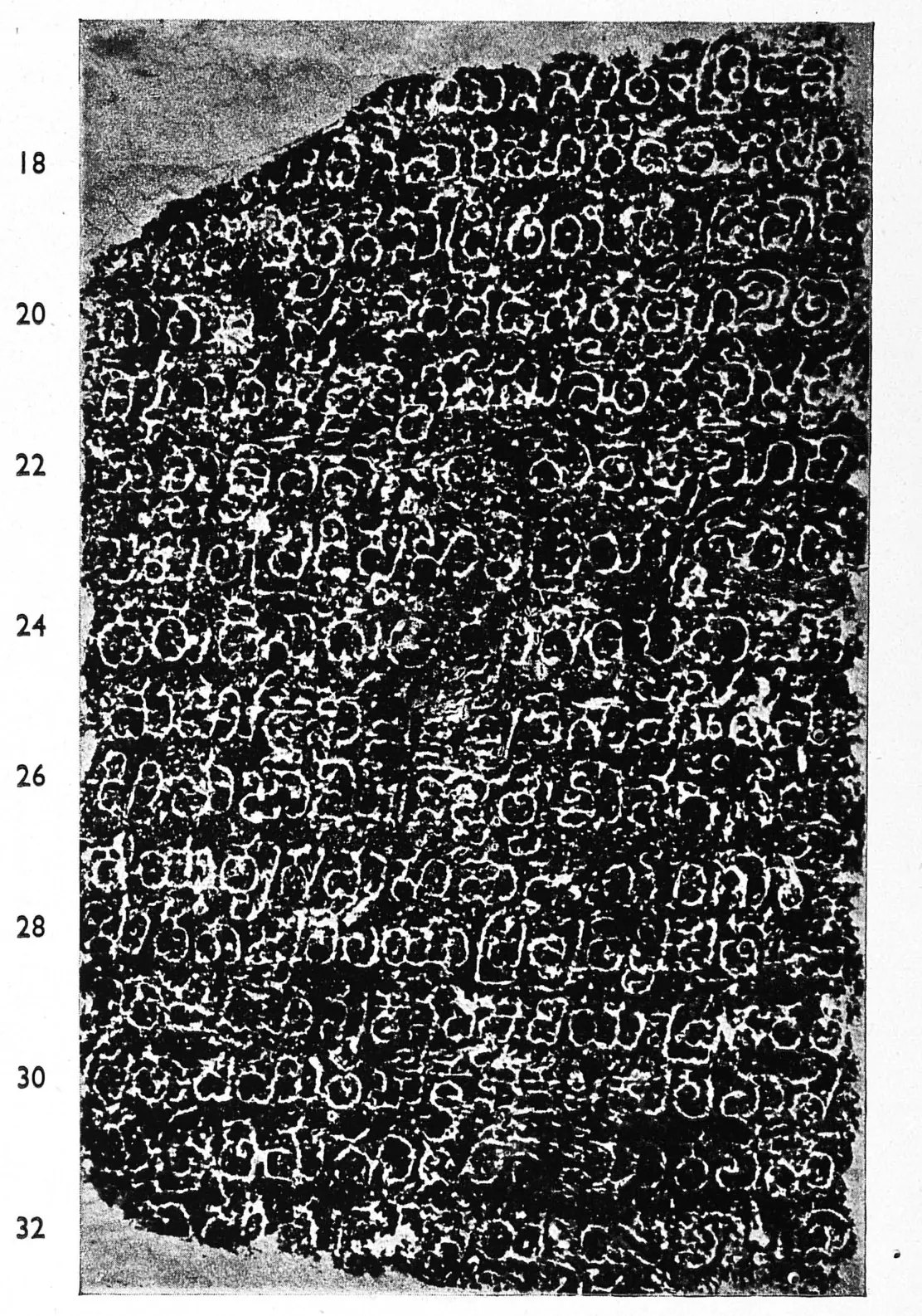 Ink impression of face II of the "Hanumakoṇḍa inscription of Gaṃgādhara", white Telugu-Kannada letters on a black ground, with line numbers in the margin.
