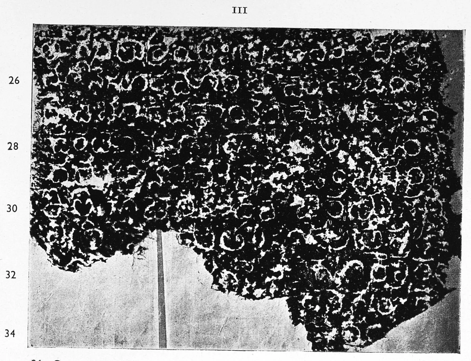 Ink impression of face III of the "Rāyaparti inscription of Mahādēva", white Telugu-Kannada letters on a black ground, with line numbers in the margin.