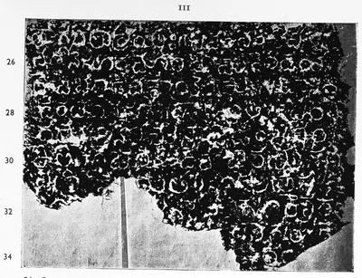 Ink impression of face III of the "Rāyaparti inscription of Mahādēva", white Telugu-Kannada letters on a black ground, with line numbers in the margin.