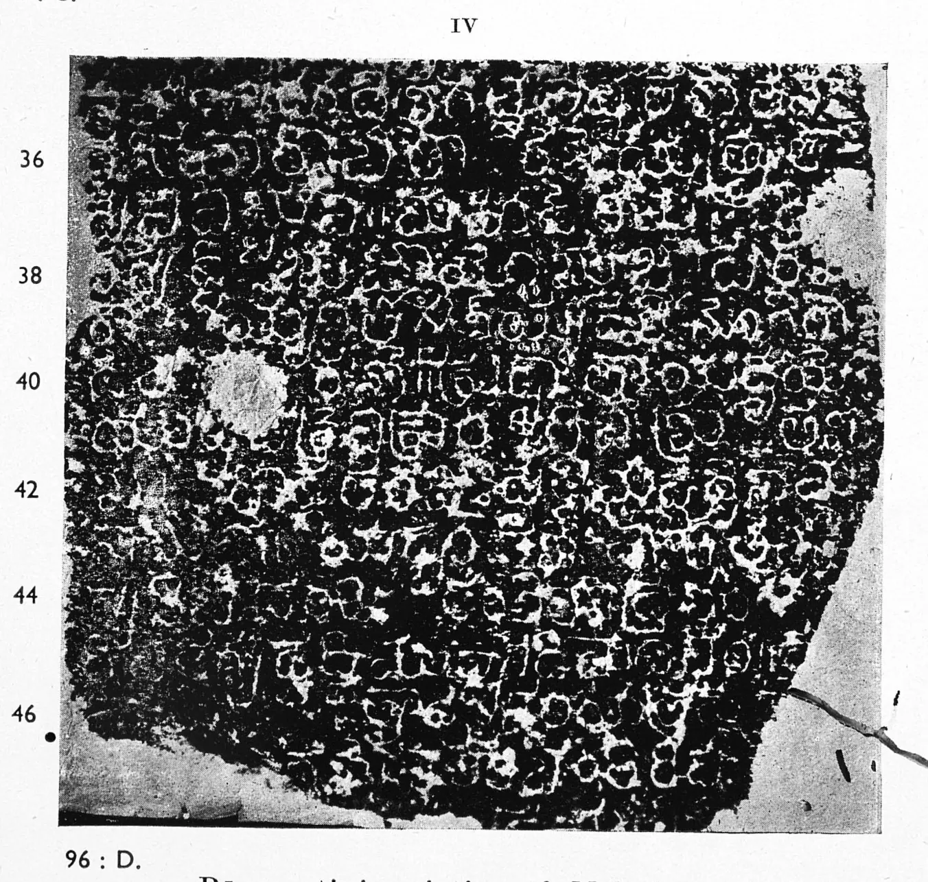 Ink impression of face IV of the "Rāyaparti inscription of Mahādēva", white Telugu-Kannada letters on a black ground, with line numbers in the margin.