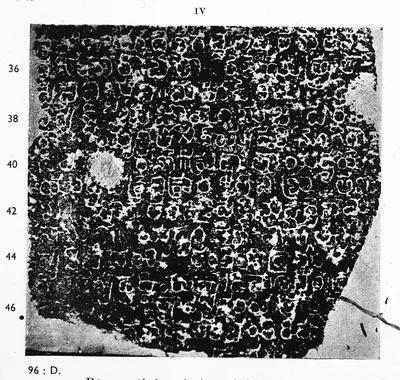 Ink impression of face IV of the "Rāyaparti inscription of Mahādēva", white Telugu-Kannada letters on a black ground, with line numbers in the margin.