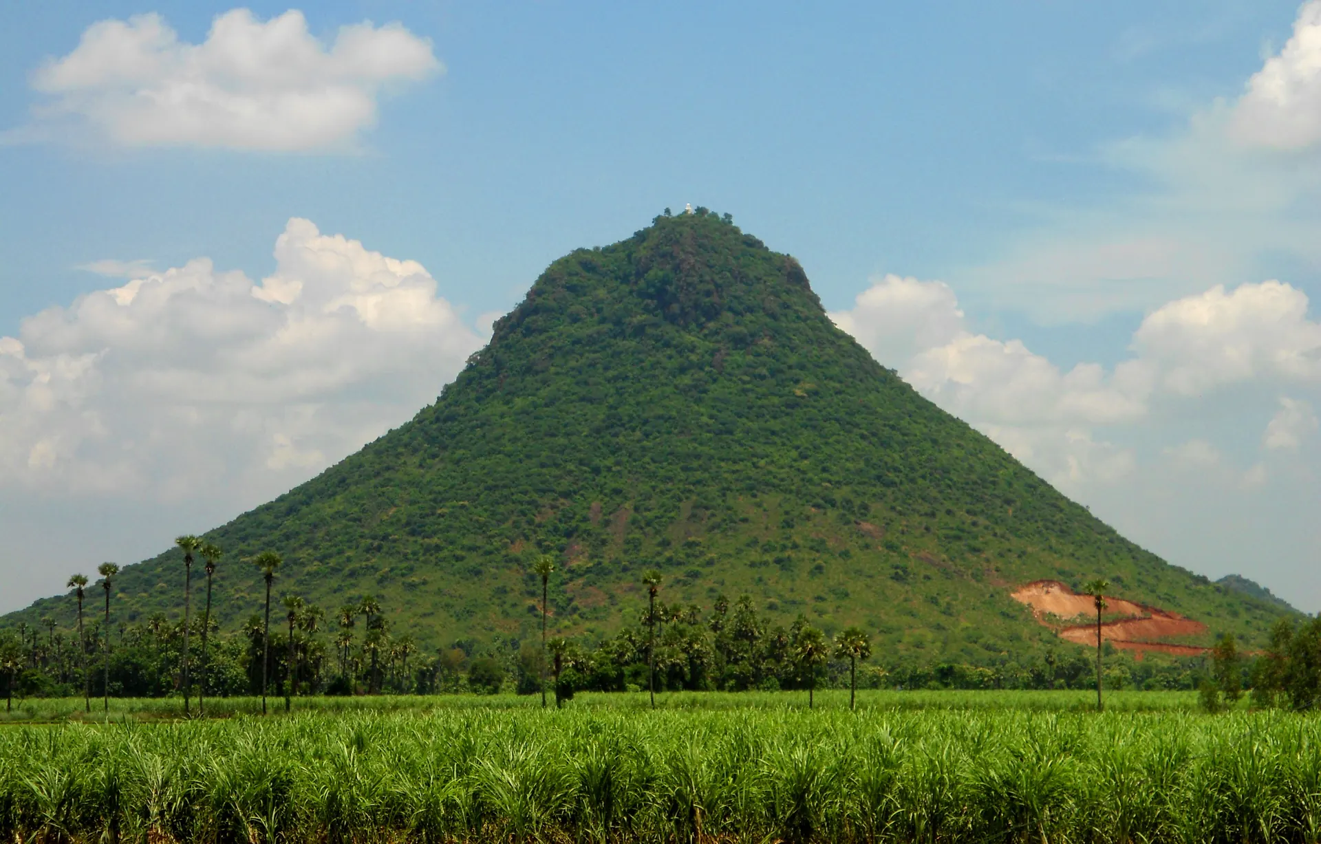 A steep cone-shaped hill covered in green trees rising above flat green paddy fields and a line of palm trees.