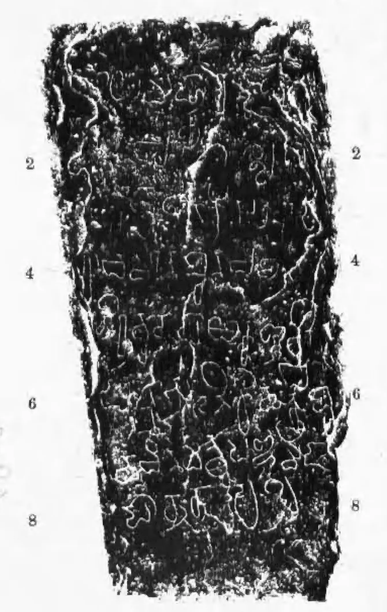 Ink impression of a weathered rectangular slab with eight lines of large cursive early Telugu letters, white on black, line numbers 2 to 8 on both sides.