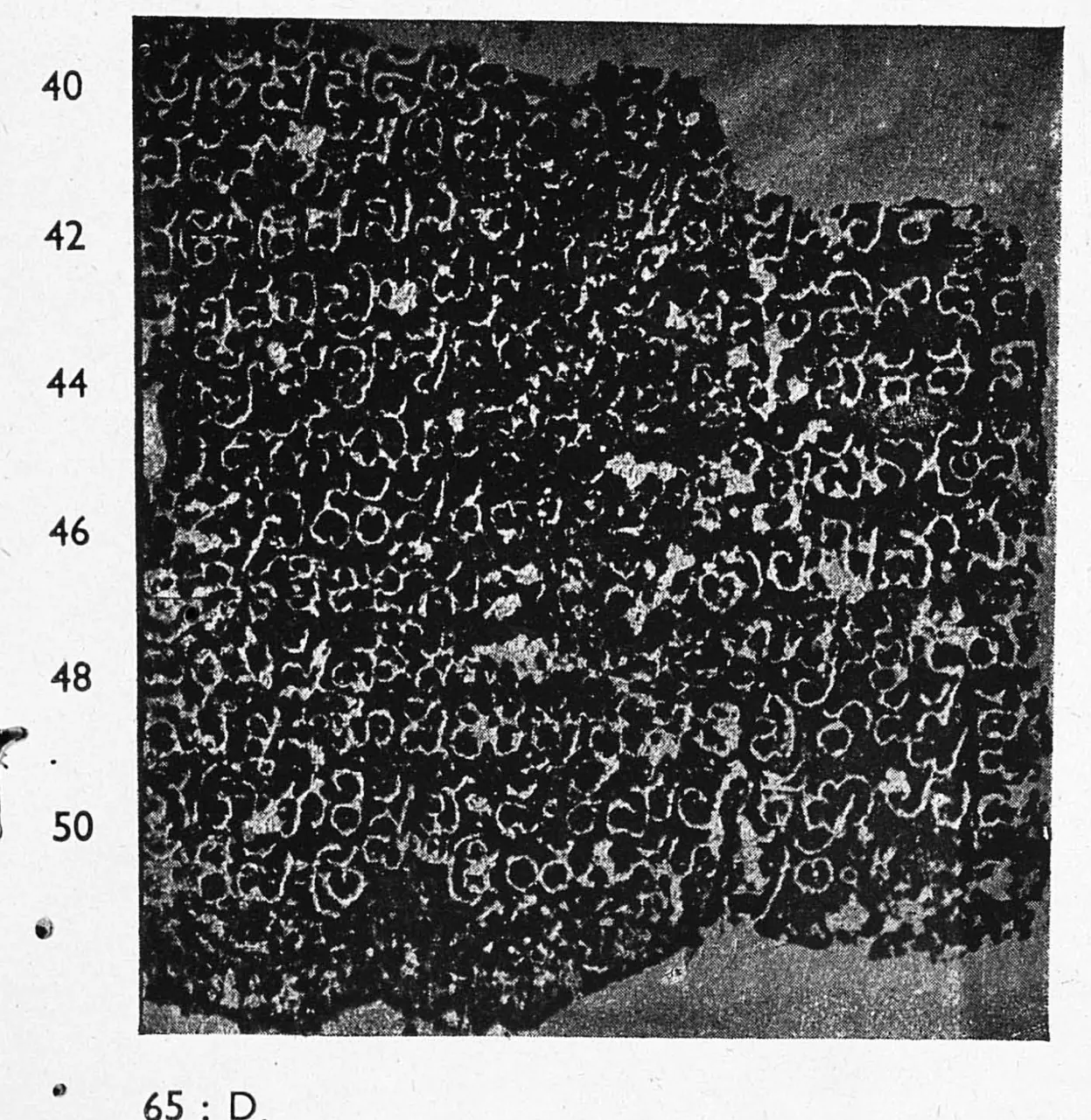 Ink impression of a worn inscribed fragment, white Telugu letters on a mottled black ground, lines numbered 40 to 50.