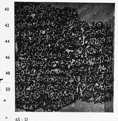 Ink impression of a worn inscribed fragment, white Telugu letters on a mottled black ground, lines numbered 40 to 50.